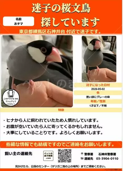 迷子鳥の画像