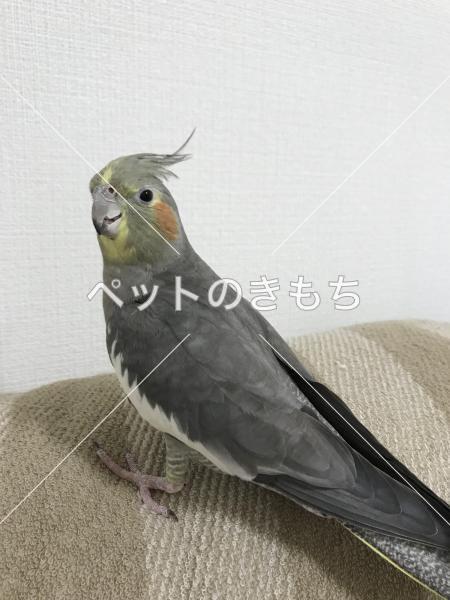 迷子鳥の画像