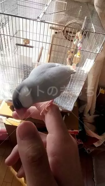 コメントの画像