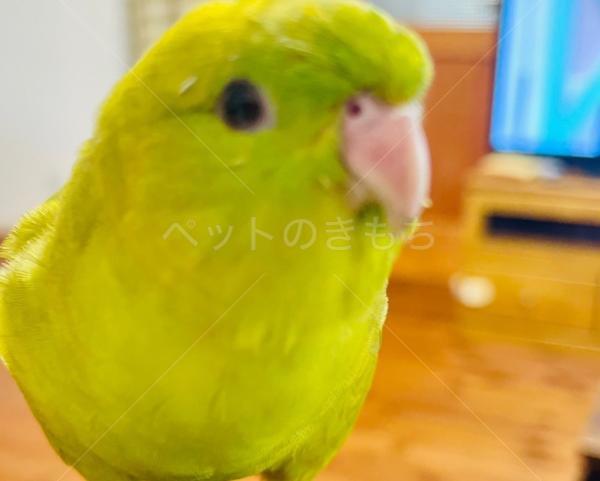迷子鳥の画像