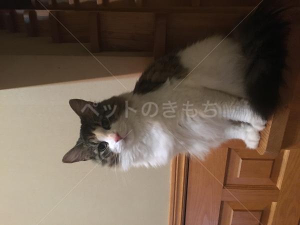 迷子猫の画像