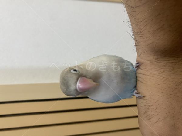 保護鳥の画像