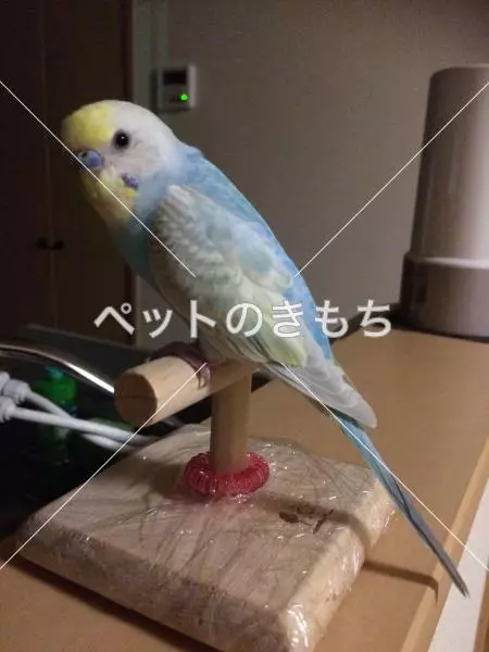 迷子鳥の画像