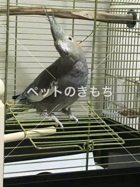 迷子鳥の画像