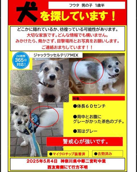 迷子犬の画像
