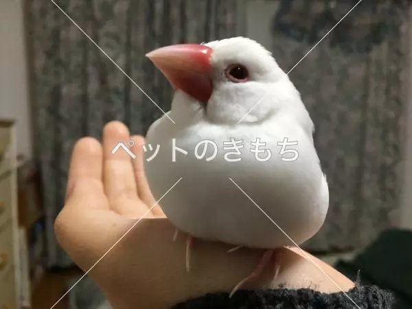 迷子鳥の画像