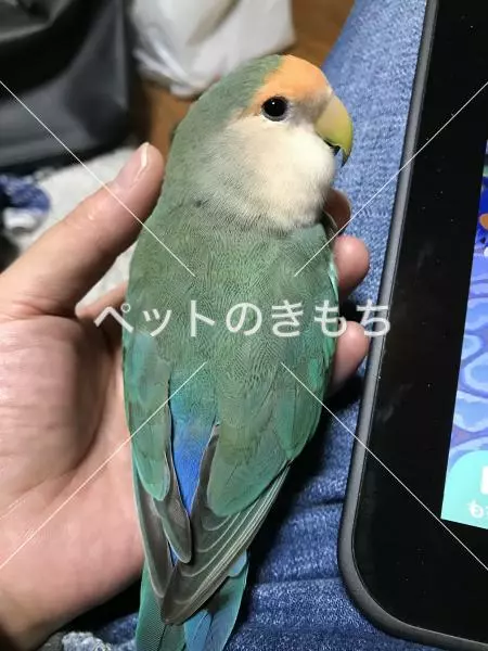 迷子鳥の画像