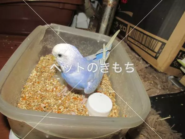 コメント投稿の画像