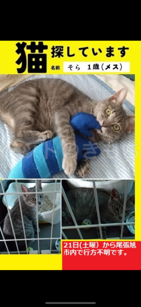 迷子猫の画像