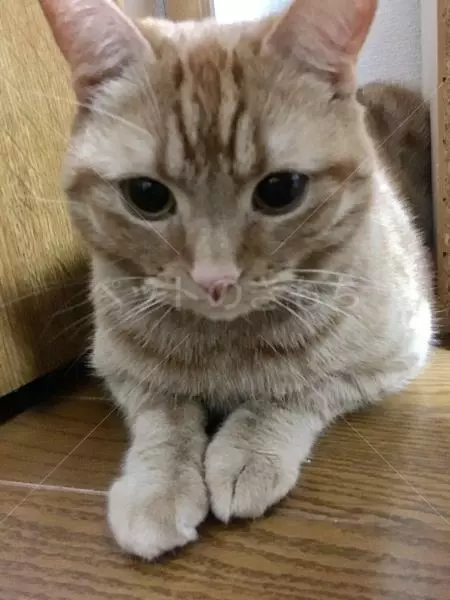 迷子猫の画像