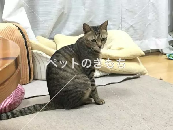 迷子猫の画像