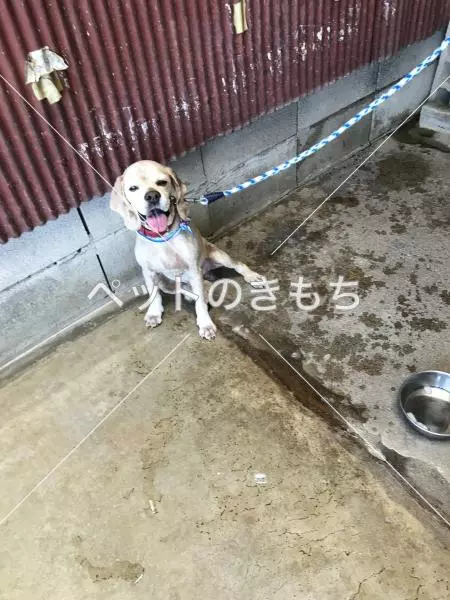 迷子犬の画像