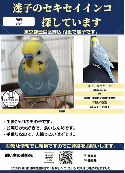 迷子鳥の画像