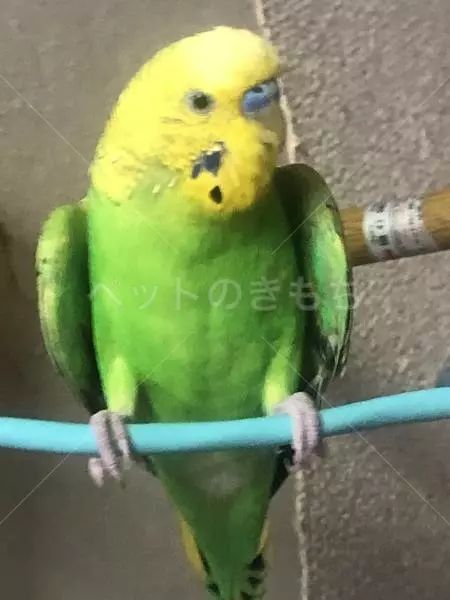 迷子鳥の画像