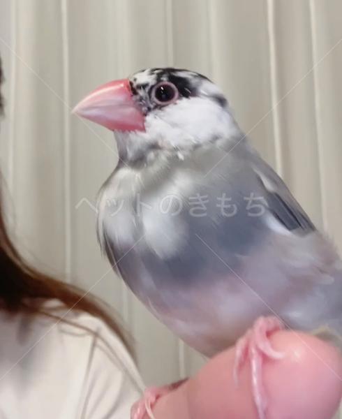 迷子鳥の画像