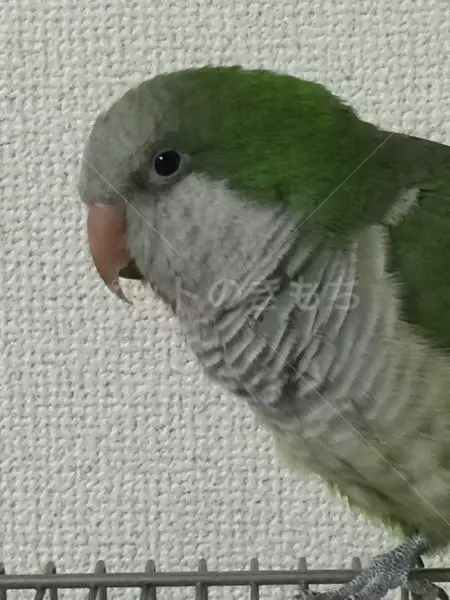迷子鳥の画像