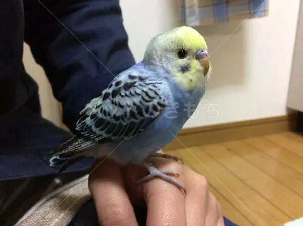 コメント投稿の画像