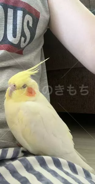 迷子鳥の画像