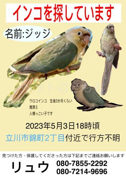 迷子鳥の画像