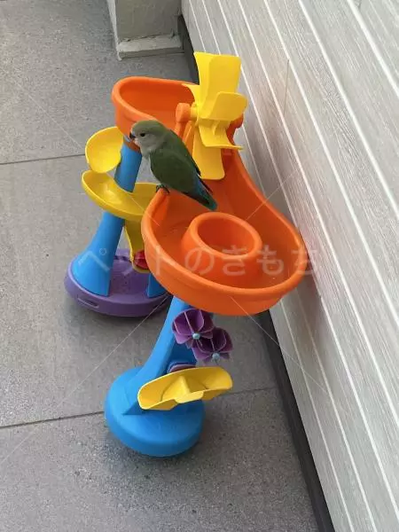 コメントの画像