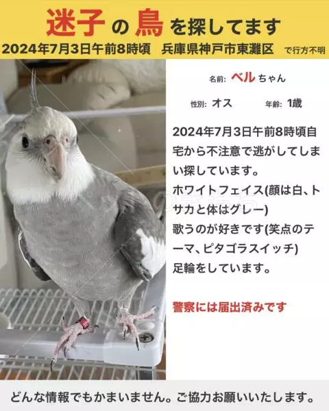迷子鳥の画像