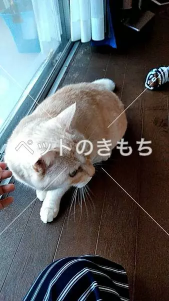 保護猫の画像