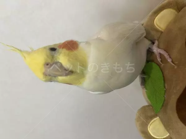 迷子鳥の画像