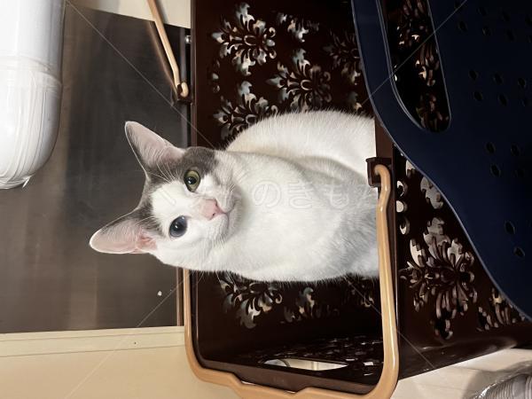 迷子猫の画像