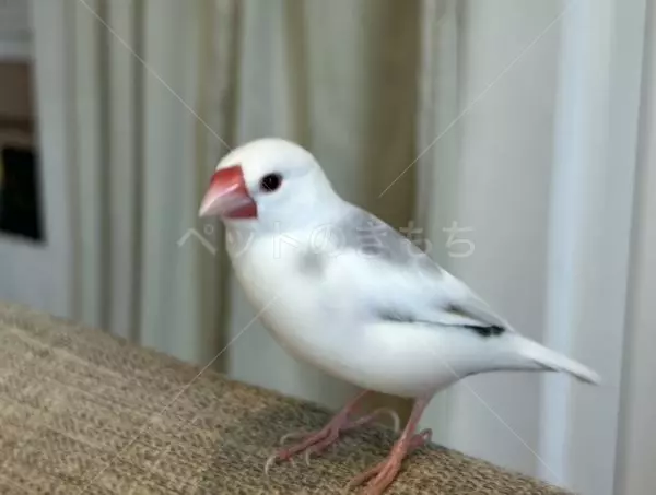 迷子鳥の画像
