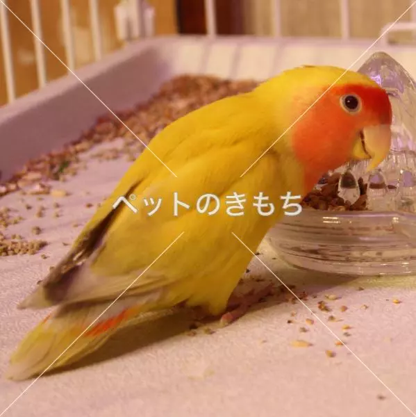 迷子鳥の画像