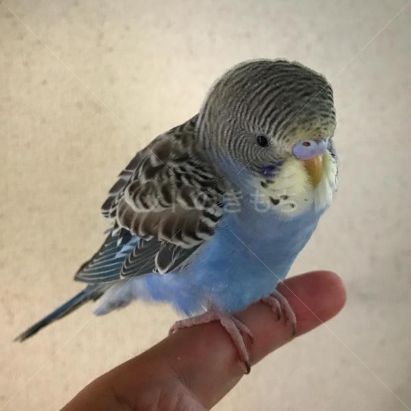 保護鳥の画像