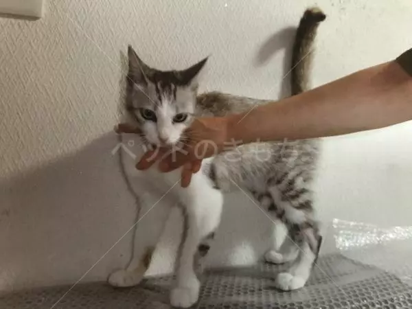 保護猫の画像