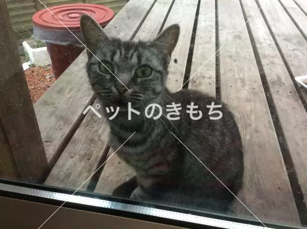 保護猫の画像