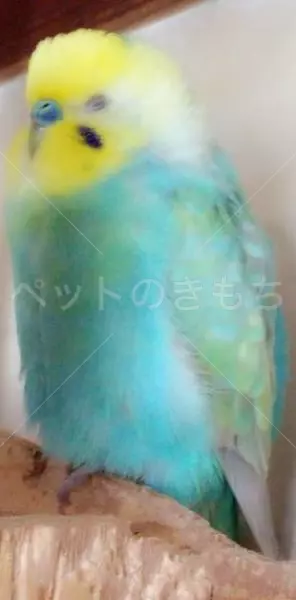 迷子鳥の画像