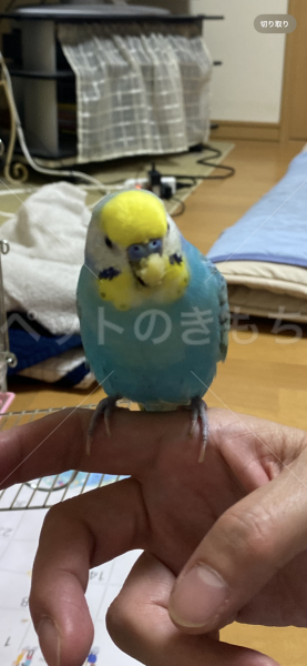 迷子鳥の画像