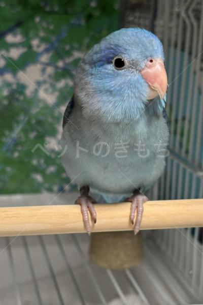 迷子鳥の画像