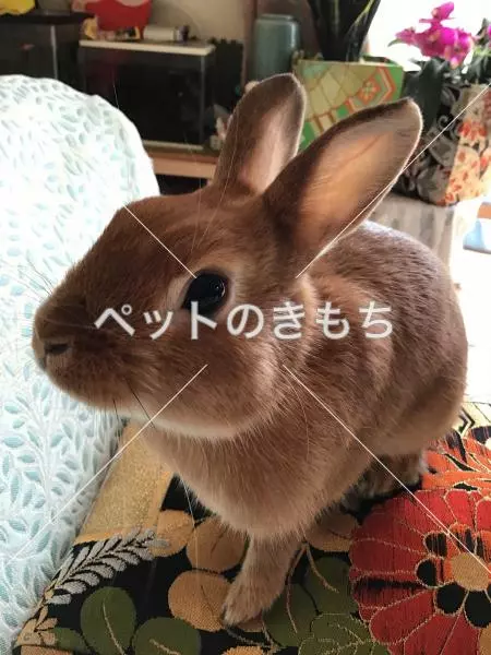 迷子ペットの画像