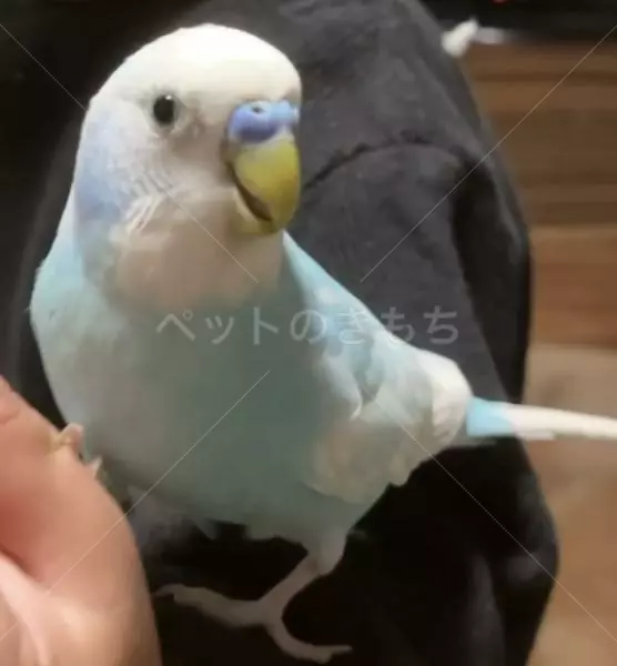 迷子鳥の画像