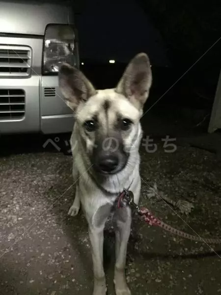迷子犬の画像
