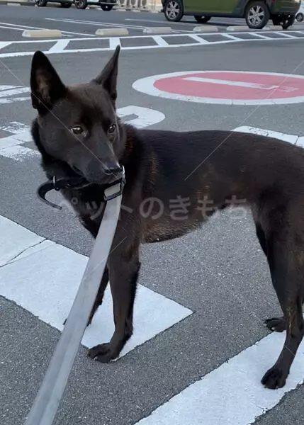 迷子犬の画像