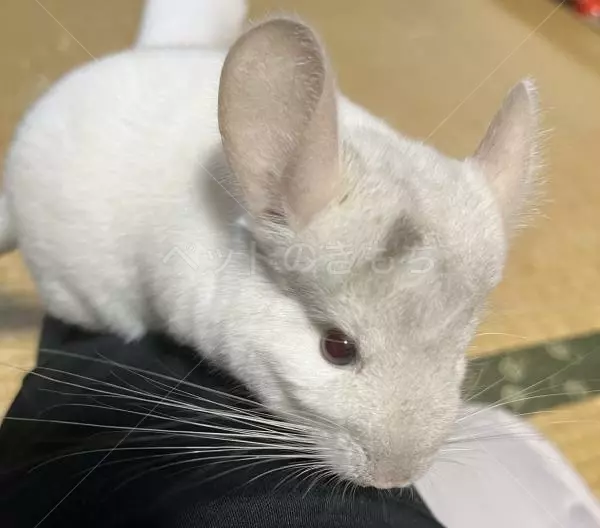 迷子ペットの画像