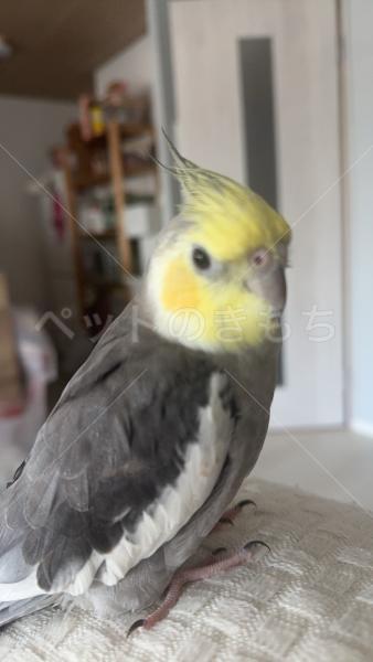 迷子鳥の画像