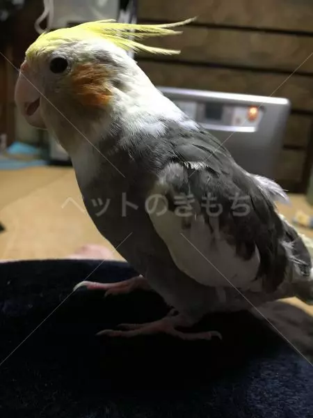 迷子鳥の画像