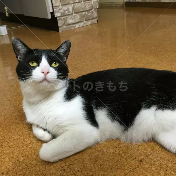 迷子猫の画像
