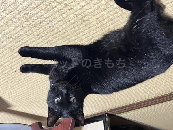 迷子猫の画像