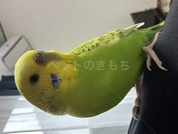 迷子鳥の画像