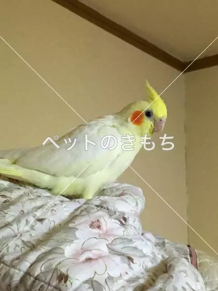 コメント投稿の画像