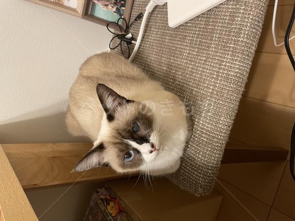迷子猫の画像