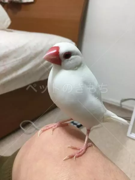 迷子鳥の画像