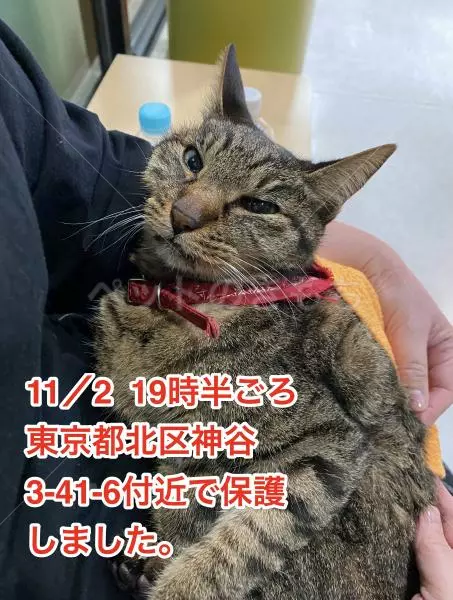 保護猫の画像